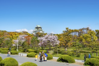 Osaka castle with blooming cherry trees in the park, visitors on a path through Osaka Castle Park,
