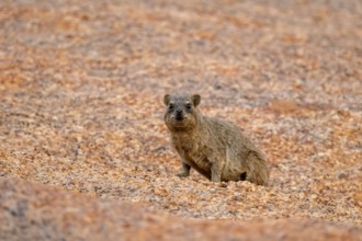 A rock hyrax (Procavia capensis) sits attentively on rocky terrain in Spitzkoppe, Spitzkoppe,