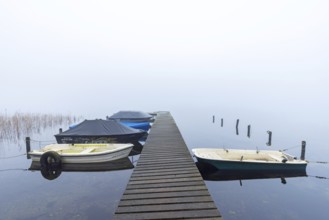 Rowing boats, rowboats moored to wooden jetty at Lake Ratzeburg, Ratzeburger See in mist, Lauenburg
