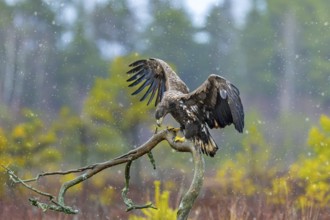 White-tailed eagle, Eurasian sea eagle (Haliaeetus albicilla) juvenile landing on branch in