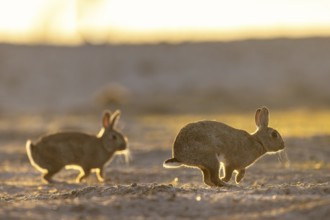 Two European rabbits, common rabbits (Oryctolagus cuniculus) running in the dunes at sunrise in