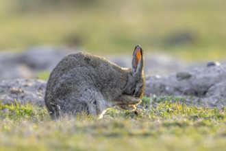 European rabbit, common rabbit (Oryctolagus cuniculus) grooming fur of its head near burrow in