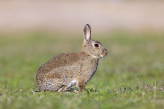 European rabbit, common rabbit (Oryctolagus cuniculus) sitting in grassland at dawn in spring