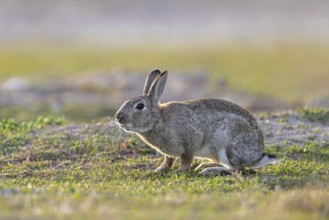 European rabbit, common rabbit (Oryctolagus cuniculus) foraging in grassland at dawn in spring