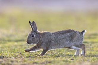 European rabbit, common rabbit (Oryctolagus cuniculus) running over grassland at dawn in spring