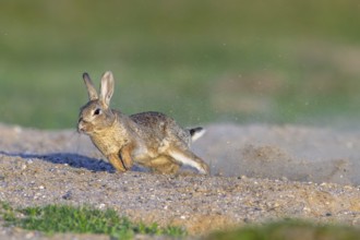 European rabbit, common rabbit (Oryctolagus cuniculus) dashing away in the dunes at dawn in spring
