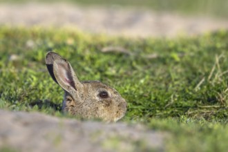 European rabbit, common rabbit (Oryctolagus cuniculus) emerging from burrow in grassland in spring