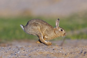 European rabbit, common rabbit (Oryctolagus cuniculus) running in the dunes at dawn in spring