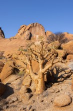 Bottle tree (Cyphostemma currorii) in the dry desert landscape with rocks, Spitzkoppe, Namibia