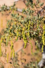 Maerua plant with fruits, Spitzkoppe, Namibia