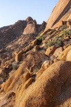 Steep rock formation in the dry landscape of the pristine Spitzkoppe, Spitzkoppe, Namibia