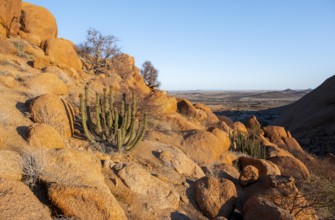 Euphorbias between impressive rocks with views over the vast, glowing landscape, Spitzkoppe,