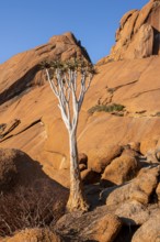 Single quiver tree (Aloe dichotoma) on the golden rocks Spitzkoppe with clear blue sky, Spitzkoppe,