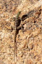 Female Namibian rock agama (Agama planiceps) sunbathing on rocks, Spitzkoppe, Namibia