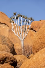 Quiver tree (Aloe dichotoma) enthroned on the monumental granite rocks in the desert under the sun,