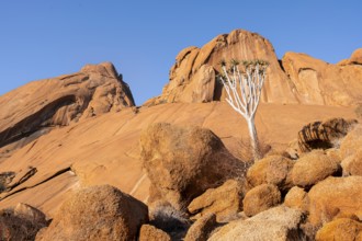 An impressive quiver tree (Aloe dichotoma) amidst the impressive rocky landscape of Spitzkoppe,