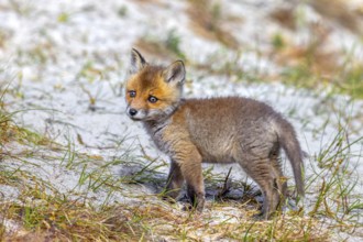 Young red fox (Vulpes vulpes) kit / cub near burrow / den in the sand dunes along the coast in
