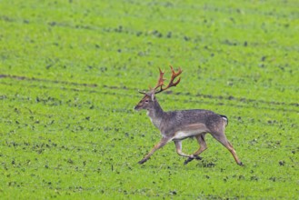 European fallow deer (Dama dama) buck / male running over field / farmland in autumn / fall