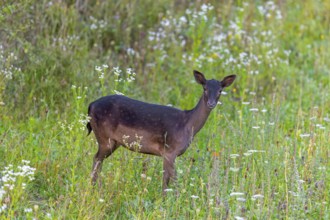 European fallow deer (Dama dama) doe / female foraging in grassland / meadow with wildflowers in