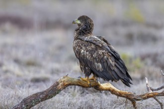White-tailed eagle / Eurasian sea eagle / erne (Haliaeetus albicilla) juvenile perched on branch in
