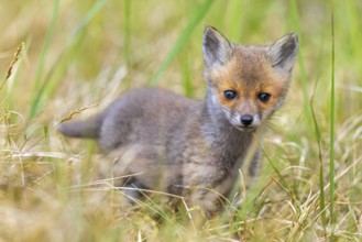 Young red fox (Vulpes vulpes) kit / cub near burrow / den in grassland / meadow in spring