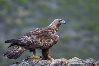 Iberian golden eagle (Aquila chrysaetos homeyeri) adult perched on rock in spring, Extremadura,