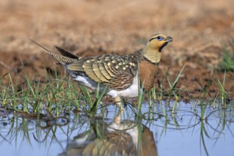 Pin-tailed sandgrouse (Pterocles alchata alchata / Tetrao alchata) adult male drinking water at