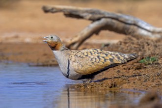 Black-bellied sandgrouse (Pterocles orientalis / Tetrao orientalis) adult male drinking water at