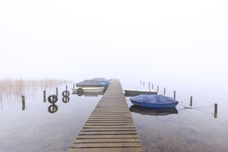 Rowing boats / rowboats moored to wooden jetty at Lake Ratzeburg / Ratzeburger See in mist,