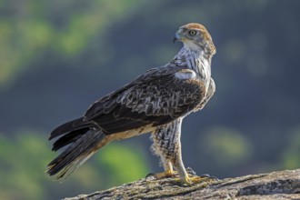 Bonelli's eagle (Aquila fasciata / Hieraaetus fasciatus) adult male perched on rock in spring,