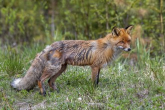 Moulting red fox (Vulpes vulpes) shedding hair of thick warm winter fur for lighter summer coat in