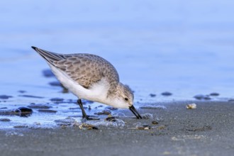 Sanderling (Calidris alba) adult in winter plumage foraging for crustaceans in swash zone /