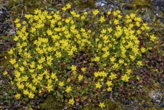 Yellow mountain saxifrage / yellow saxifrage (Saxifraga aizoides), alpine plant flowering on the