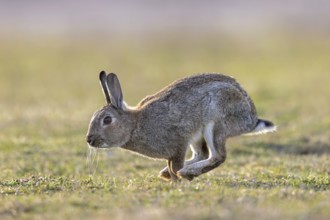 European rabbit / common rabbit (Oryctolagus cuniculus) running over grassland at dawn in spring