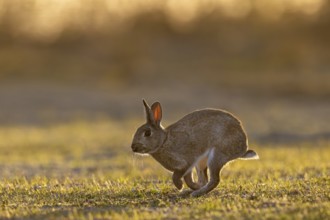 European rabbit / common rabbit (Oryctolagus cuniculus) running over grassland at sunrise in spring