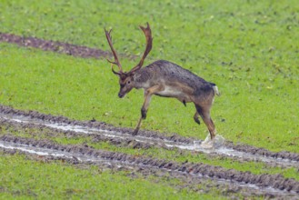 European fallow deer (Dama dama) buck / male jumping over tractor tracks in field / farmland in