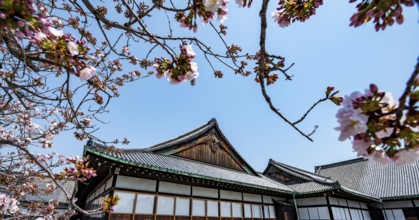 Cherry blossoms and Ninomaru Palace, former imperial villa, Nijo Castle, Kyoto, Japan