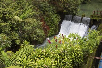 Red ginger (Alpinia purpurata) in the rainforest or jungle, Santa Cruz Verapaz, Departamento Alta