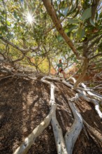 Tangled roots and trees with a person in sunlight, climbing away to Spitzkoppe, Erongo, Namibia