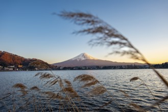 Dry reeds on Lake Kawaguchi, view of Mount Fuji volcano at sunset, Yamanashi Prefecture, Japan