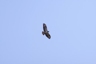 Buzzard (Buteo buteo), from below, in flight, wings spread, sky, Germany