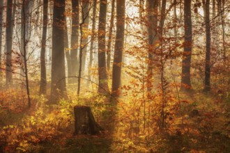 Mixed forest early in autumn, sun shining through morning fog, Finn mountain range, Saxony-Anhalt,