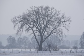 View of snow-covered fields on a tree, Bolsehle, Nienburg, Lower Saxony, Germany