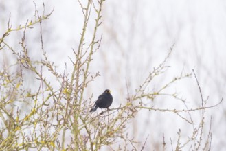 View of a blackbird (Turdus merula) sitting on a branch, Nienburg, Lower Saxony, Germany