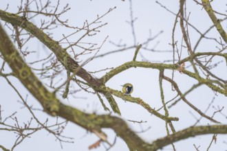View of a titmouse (Paridae) sitting on a branch and looking for food, Nienburg, Lower Saxony,