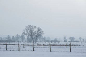 View of snow-covered fields on two trees standing close together, Bolsehle, Nienburg, Lower Saxony,