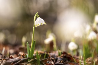 Single standing spring snowflake (Leucojum vernum) on forest floor with sunbeams, depicting the