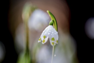 View of a dewdrop-covered Marchflower (Leucojum vernum) against a softly blurred background,