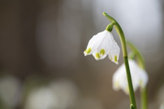 Close-up of a Marchberry (Leucojum vernum) with dewdrops on the petal in sunlight, Münsterland,
