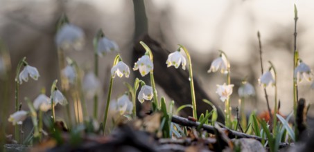 Several spring snowflakes (Leucojum vernum) in the forest, illuminated by soft sunset light,